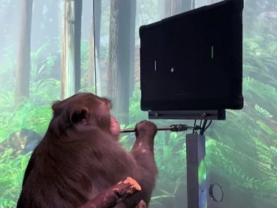 Илон Маск показал как обезьянка играет в пинг-понг на компьютере при помощи импланта Neuralink