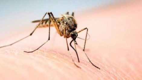 Українці розробили девайс, що бореться з комарами і є безпечним для людини