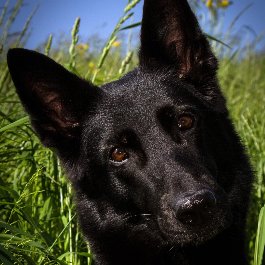 Василь Ґумеґа