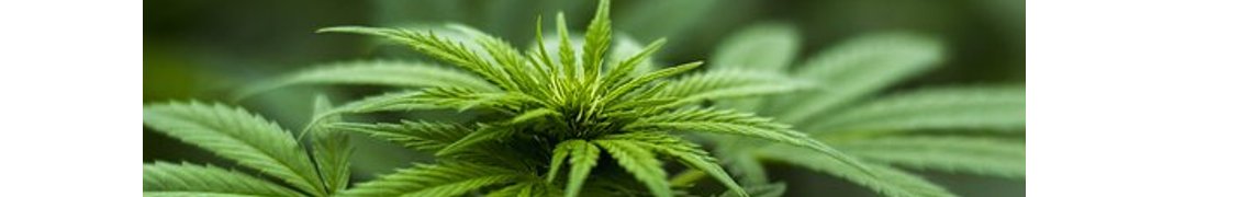 Band Of Brothers Botanicals