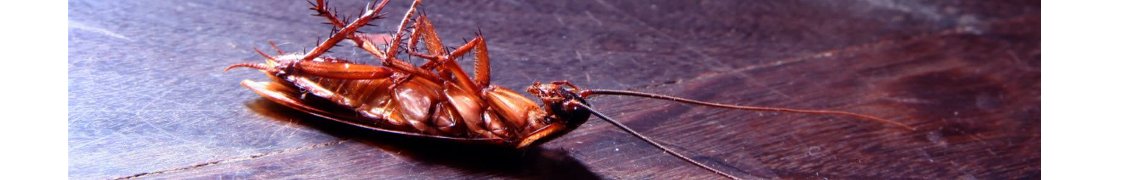 Century Pest Control